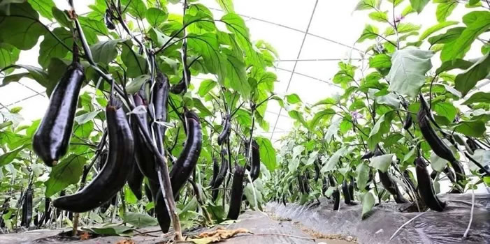 5fd8c3a927baf.jpg 01.jpg