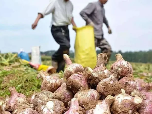 大蒜出口上涨,蒜农激光育种增产300斤