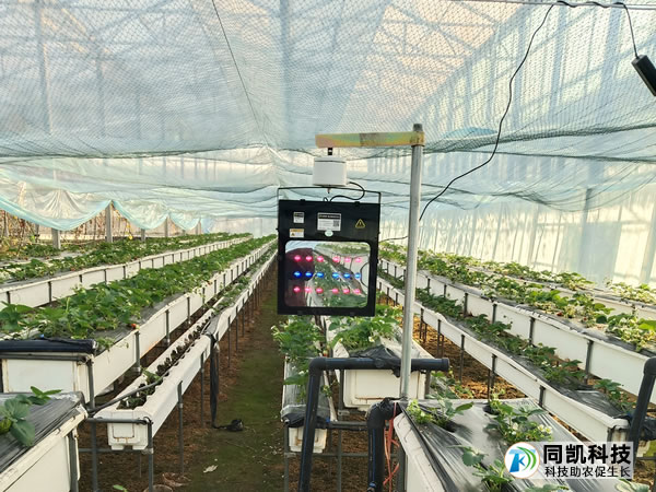 江苏省沛县草莓用户补光灯使用效果