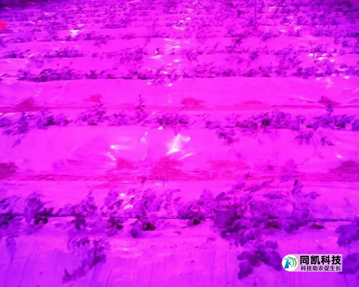 5fe16744ec13b.jpg 01.jpg