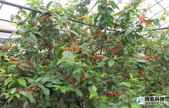 5fe2b334997dc.jpg 01.jpg