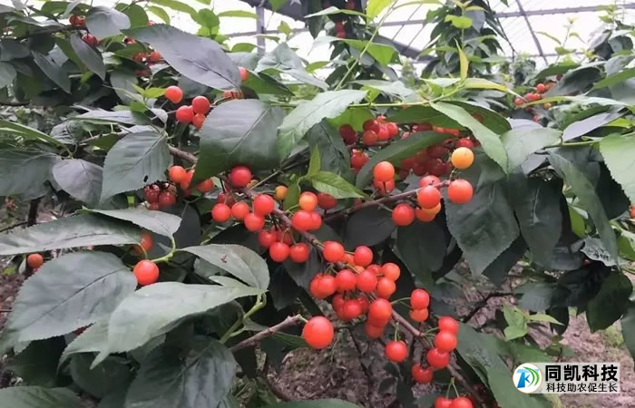 5fe2b340ede76.jpg 02.jpg