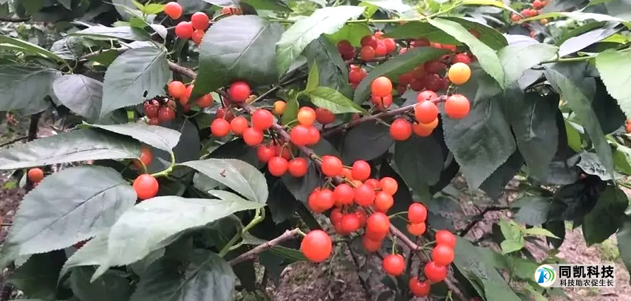 温室大棚樱桃要如何管理温度？出现落花落果该怎么办？