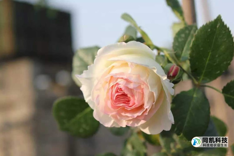 5fe9a76e5f1f3.jpg 01.jpg