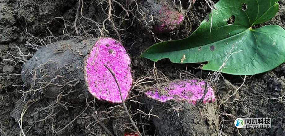 横着长的山药掰开是紫色，还没成熟就被订购一空