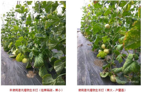 使用激光补光灯种植的香瓜 使用激光补光灯种植的香瓜