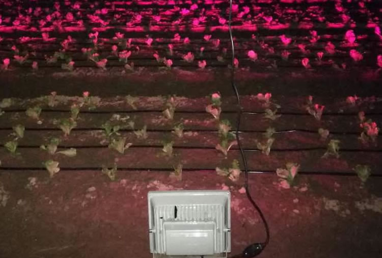 5fee8612b4c46.jpg 04.jpg