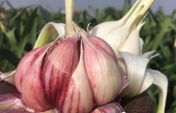 5ff6a1aa95192.jpg 01.jpg