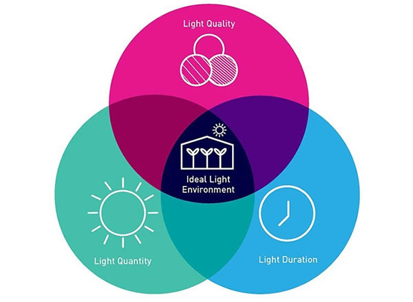 如何为大棚植物种植创建理想的光照环境