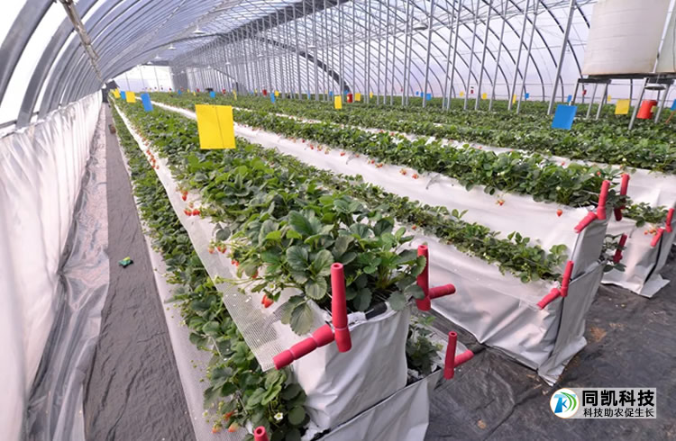 å¹²å­åèèæ ½å¹æçä¼æ´é«