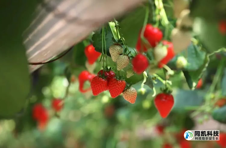 红彤彤çèèä½ è½åå¤å°