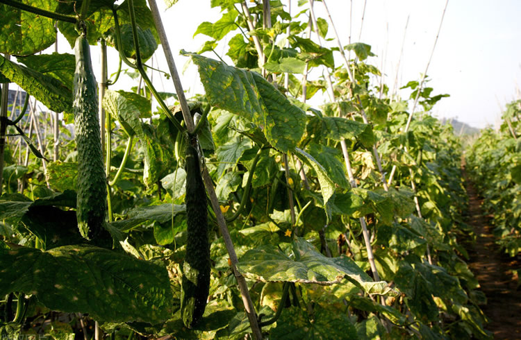 5ffeed861e4f4.jpg 01.jpg