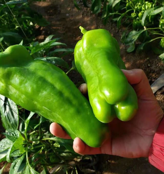 60067c2c7e3ef.jpg 02.jpg