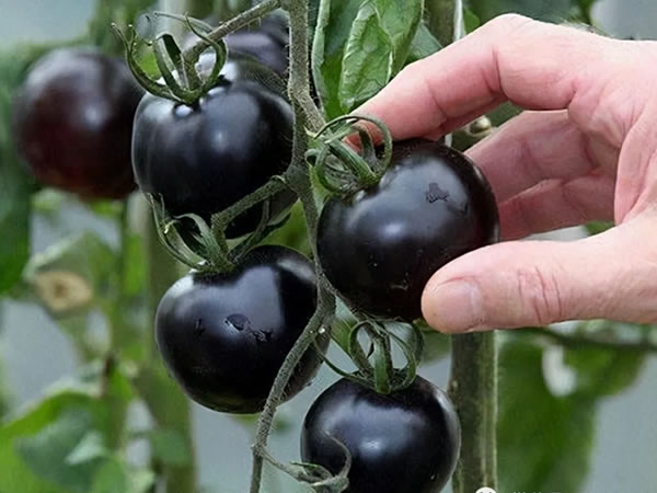 张掖大棚里边黑番茄10元一斤不够卖，提前上市使用激光生长灯