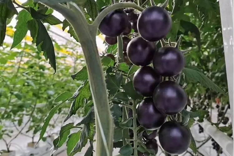 600a7cdd21c4a.jpg 01.jpg