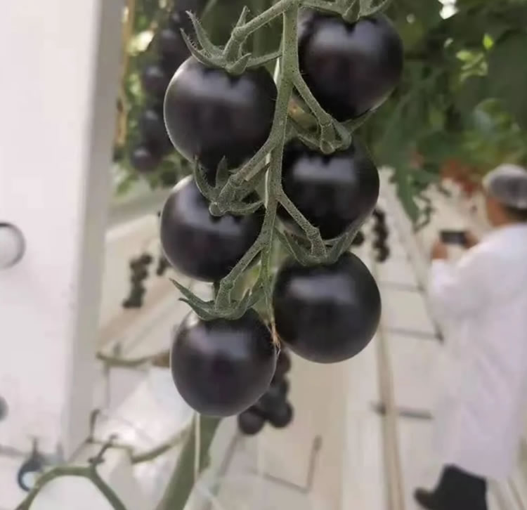 600a7ce66e331.jpg 02.jpg