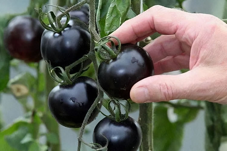 600a7cfe96d39.jpg 05.jpg