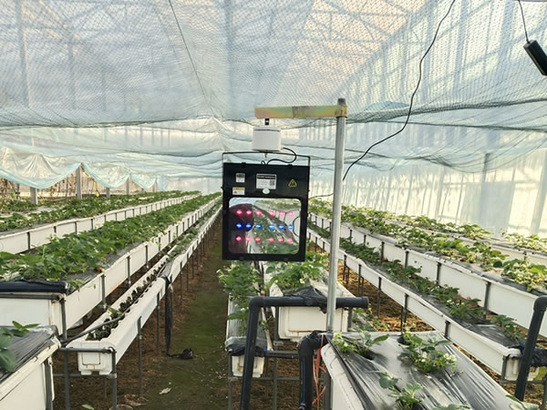 植物补光灯对植物生长促进多吗？