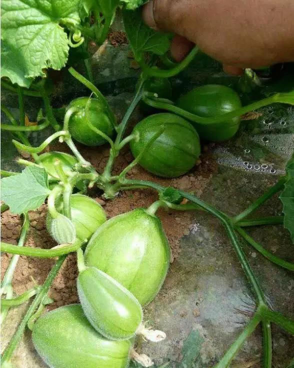 602a35a34b5d5.jpg 05.jpg