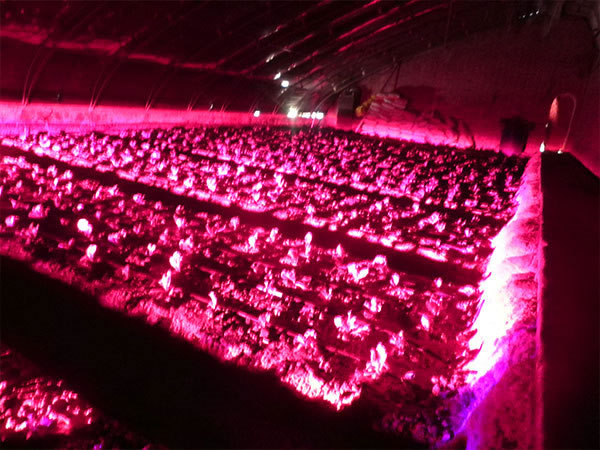 植物补光误区都有哪些？