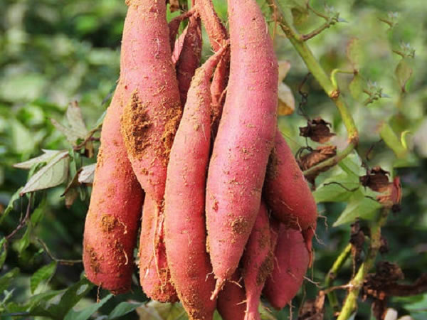 红薯健康生长对于补光的要求有哪些?