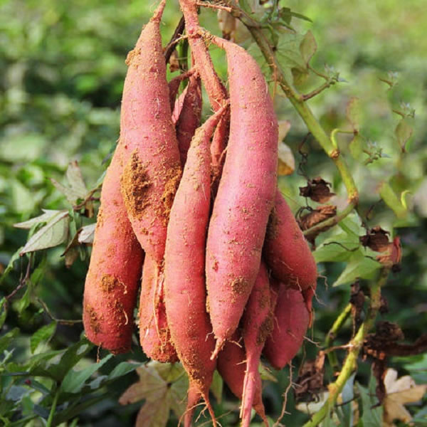 603351677b08b.jpg 01.jpg