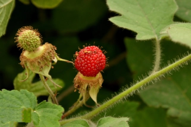 第三代水果需要植物补光灯吗？