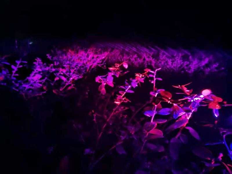 蓝莓需要补光灯?