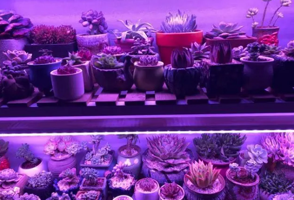 农用补光灯养花可以么？