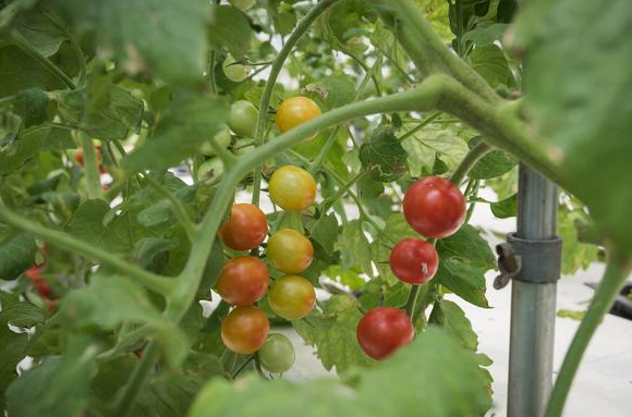 63a1647bb519d.png 西红柿.png