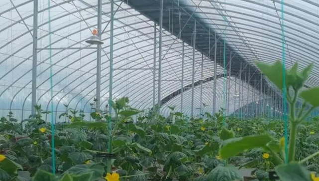 冬天阳光少，蔬菜长势差，补光灯怎么用效果好