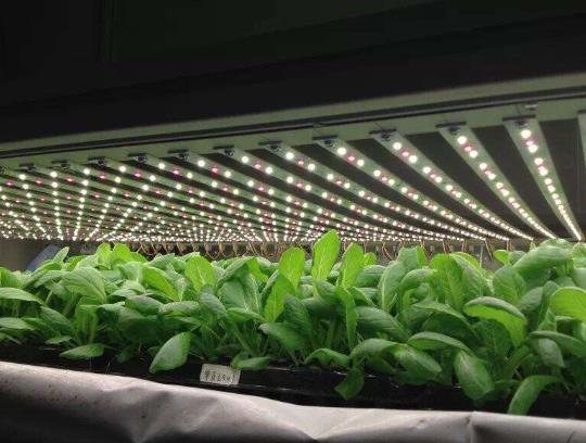 植物补光灯能替代阳光吗 植物补光灯能替代阳光吗