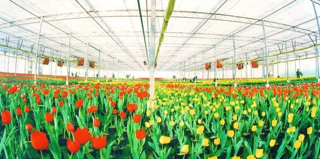 给植物补光,补光灯哪种效果好