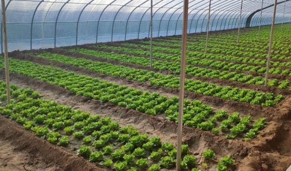 冬天大棚种蔬菜,如何补光