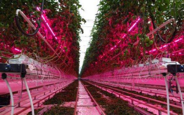 室内种植选择植物补光灯,一定要注意的一点g